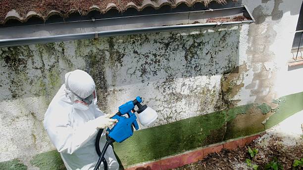 Trusted Bathroom Mold Removal service in Frisco, CO - Cheap Mold Removal